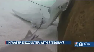 New encounter at ZooTampa allows you to get into the water with stingrays