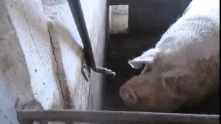 Ниппельные поилки для свиней своими руками
