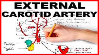 External Carotid Artery