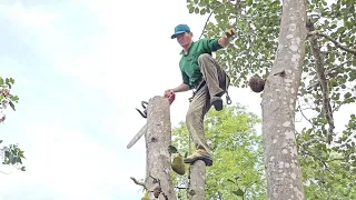 Cưa  hai  cây  mít  và  cây  trâm siêu trái .Cưa  cây  kỷ thuật cao