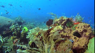 Diving footage of pristine coral reef with field of various hard and soft coral  and cloud of ant...