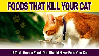 Give Your Cat Safe Food  -15 Toxic Foods You Should Never Feed Your Cat