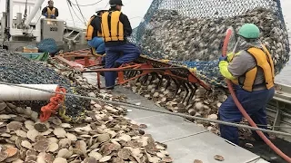 This is How Fisherman Catch Hundreds Tons Scallops - Amazing Catching & Processing Scallops on Sea