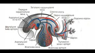 Розвиток серцево судинної системи