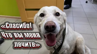Бездомная подобранная собака впервые улыбнулась🥺 Возим на лечение. В конце ЖЕСТЬ😭