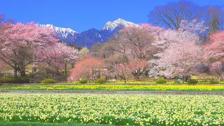 4K映像 桜の名所「実相寺の山高神代桜 春満開編」cherry blossom japan 日本最古 樹齢2000年 日本の美しい四季 山梨県北杜市 3月下旬 お花見 絶景自然風景