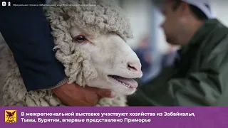 Выставка овец и коз в Чите