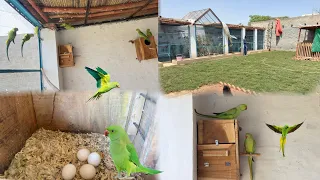 Green Parrots Ny Egg Dy Diye 🥰 Or Grass Bi Lga Di 😍
