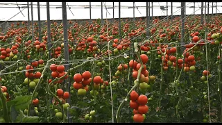 Daniel Barbero está muy contento con Realsol RZ, un tomate precoz con excelente producción y calidad