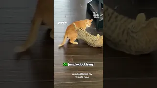 Cat pulls off sneak attack!