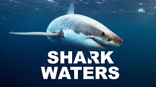 The Dangerous Thrill Of Diving Into Shark Infested Waters | Shark Divers | Wild Waters