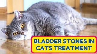 Natural Ways To Dissolve Bladder Stones In Cats (Easy & 100% Working Tips)