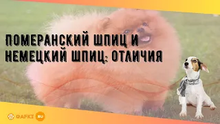 Померанский шпиц и немецкий шпиц: отличия