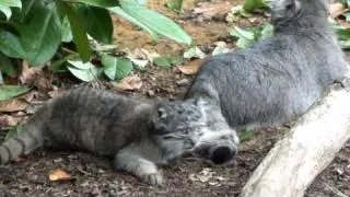 WHF Pallas Cat Kittens 2010 - being playful at 11 weeks old