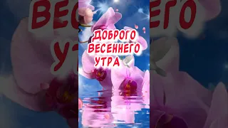 С Добрым утром! С первым днем весны! С первым утром весны🕊️ Красивое весеннее пожелание для тебя