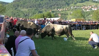 Strike fight of heavyweights in Brnj Kakanj Bake & Tarzo 15/05/ 2022/g