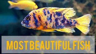 Colorful Cichlid Aquarium | Most Beautiful Fish Of Aquarium | Fun Facts