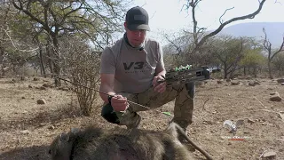 Amazing bow shot on BIG BABOON!