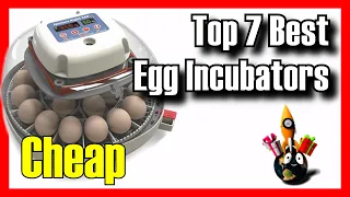 🔥🥚  TOP 7 BEST Budget Egg Incubators on Amazon [2024]✅[Cheap] Chicken / Quail / Duck /For Beginners