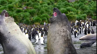 male elephant seal fight