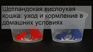 Шотландская вислоухая кошка: уход и кормление в домашних условиях