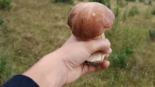 Сезон білих грибів. Збір білих грибів у траві 2022