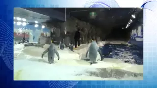 Смешные животные,подборка приколов 2015 №38,смешное видео, пингвины