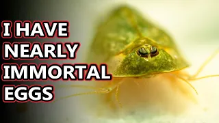 Tadpole Shrimp facts: aka triops facts (and more!) | Animal Fact Files