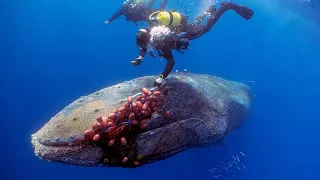 This Diver Saves A Whale, Then He Thanked Him By Doing This