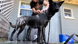 Dog Baths, Nails, And A Surprise #doglife #dog #puppy