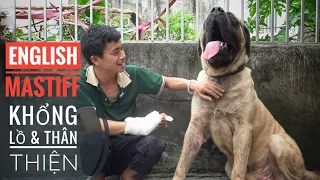 T2: Ngao Anh (English Mastiff) - Giống Chó Khổng Lồ & Trầm Tính/ NhamTuatTV - Dog in Vietnam