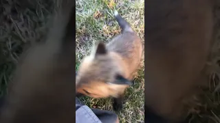 Fox pup gets scared