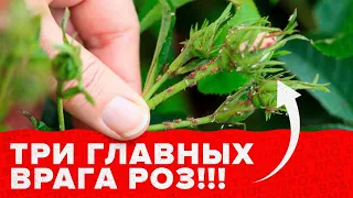 ТЛЯ,  ПАУТИННЫЙ КЛЕЩ, ЦИКАДКА НА РОЗАХ. КАК БОРОТЬСЯ?