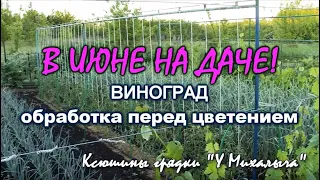 ИЮНЬ НА ДАЧЕ   ВИНОГРАД. обработка перед цветением.