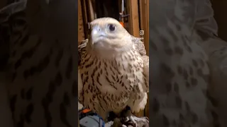 #gyr #saker #Falcon #hunting #falconry