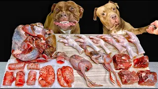 ASMR MUKBANG PITBULL EATING RAW FOODS SHEEP BRAIN