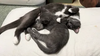 Kittens are still nursing (10 weeks old)