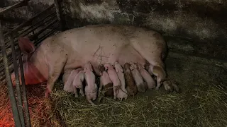 Перші сутки після опоросу//Нона стала мамою