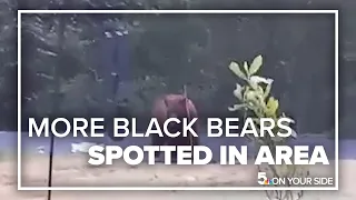 More black bear sightings reported in Festus area