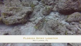 Florida Spiny Lobster