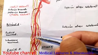 Brachial artery Anastomosis
