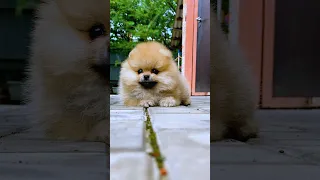 cute pomeranian 🤩|| dog status video🐶 💥 #shorts #shortvideo