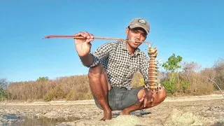 Hunting Mantis Shrimp with Bamboo Trap Catch and Cook