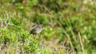 Balearic Warbler - Boquer Valley - Majorca - 17/05/14