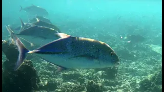 Giant Trevally - Carango gigante indopacifico - Caranx ignobilis - www.intotheblue.it