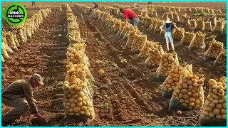 The Most Modern Agriculture Machines That Are At Another Level, How To Harvest Potatoes In Farm ▶4