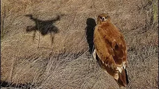 Орел степной. Самый смелый хищник! Steppe eagle. Апшеронский национальный парк | Film Studio Aves