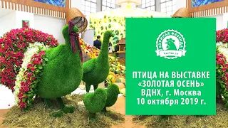 Куры мясных и яичных кроссов на выставке «Золотая осень – 2019», ВДНХ, Москва