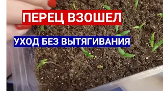 ПЕРЕЦ ВЗОШЕЛ - ЧТО ДЕЛАТЬ ДАЛЬШЕ! ОШИБКИ, КОТОРЫЕ ПРИВОДЯТ К ВЫТЯГИВАНИЮ РАССАДЫ ПЕРЦА