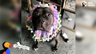 Pit Bull Rescued From Dogfighting Slowly Turns Into The Happiest Pup | The Dodo Pittie Nation